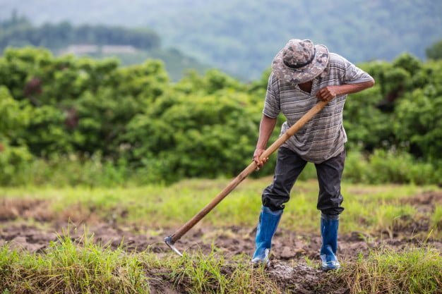 Atualmente há 95 mil produtores rurais associados ao Sicoob e somente 33% contratam crédito para viabilizar seus negócios. - Foto: Freepik/Divulgação