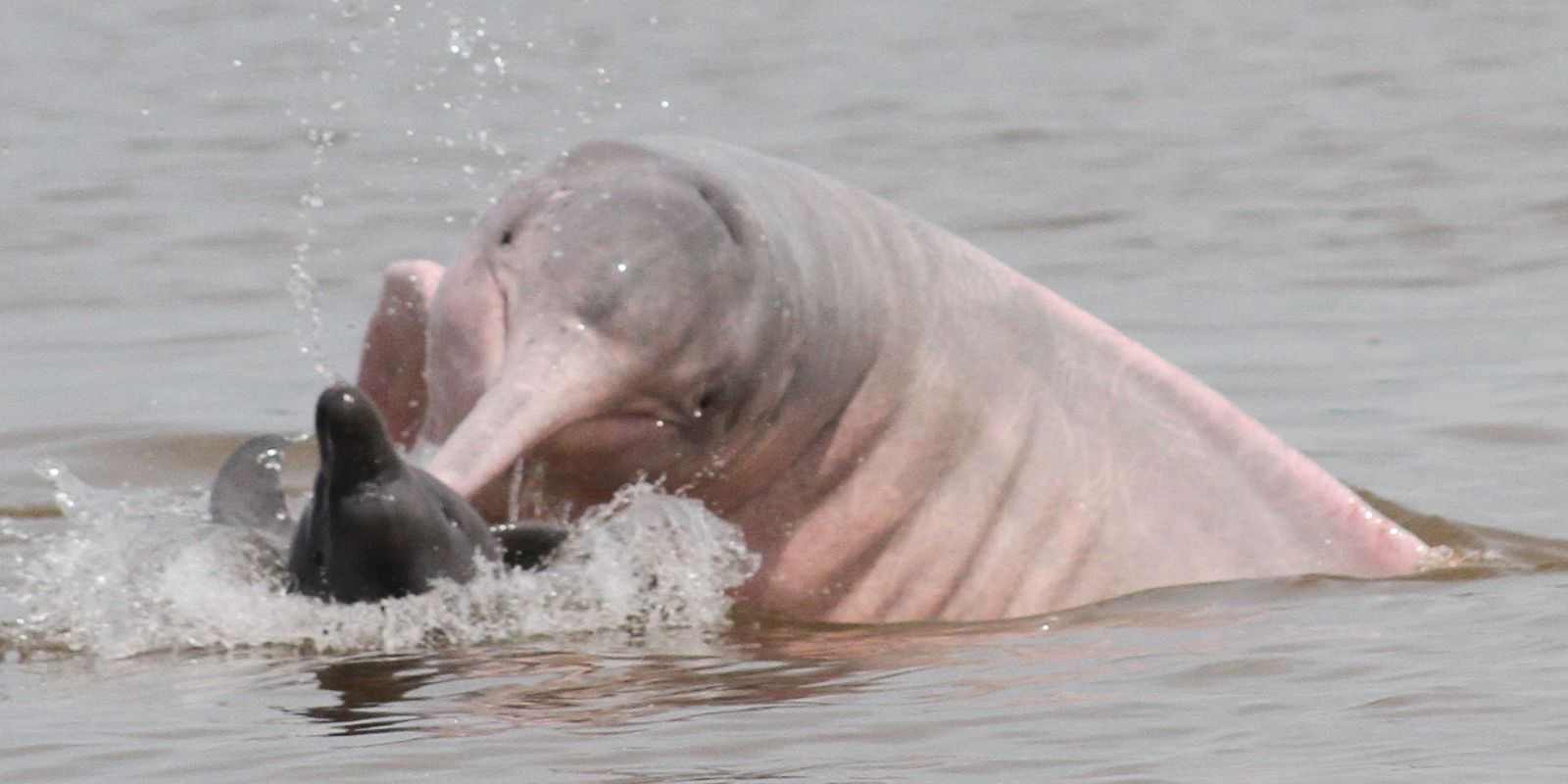 dino-chama-conciliacao-e-quer-garantir-proibicao-ao-orcamento-secreto